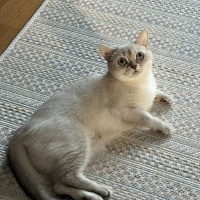 British Shorthair, Kedi  Pera fotoğrafı