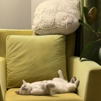 British Shorthair, Kedi  Pera fotoğrafı