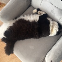 Tekir Kedi, Kedi Sebastian fotoğrafı