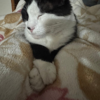 Tekir Kedi, Kedi Sebastian fotoğrafı