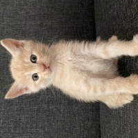 Scottish Fold, Kedi  Yok fotoğrafı