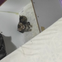 Tekir Kedi, Kedi  Minik fotoğrafı