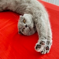 Scottish Fold, Kedi  Duman fotoğrafı