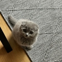 Scottish Fold, Kedi  Duman fotoğrafı