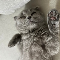 Scottish Fold, Kedi  Duman fotoğrafı