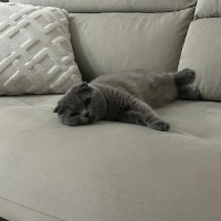 Scottish Fold, Kedi  Duman fotoğrafı