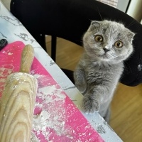 Scottish Fold, Kedi  Duman fotoğrafı
