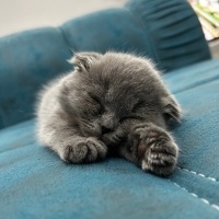 Scottish Fold, Kedi  Duman fotoğrafı