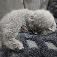 Scottish Fold, Kedi  Duman fotoğrafı