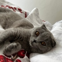 Scottish Fold, Kedi  Duman fotoğrafı