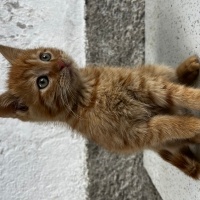 Tekir Kedi, Kedi  Maviş ve şeker fotoğrafı
