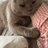 British Shorthair, Kedi Duman fotoğrafı