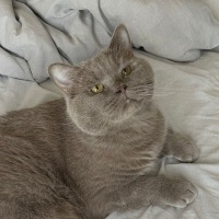 British Shorthair, Kedi Duman fotoğrafı