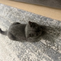 British Shorthair, Kedi  mia fotoğrafı