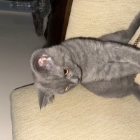 British Shorthair, Kedi  mia fotoğrafı