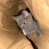British Shorthair, Kedi  mia fotoğrafı