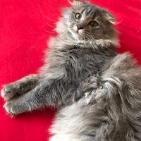 British Shorthair, Kedi  Mırmır fotoğrafı