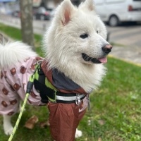 Samoyed, Köpek  Bulut fotoğrafı