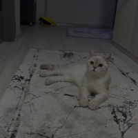British Shorthair, Kedi  Pamuk fotoğrafı