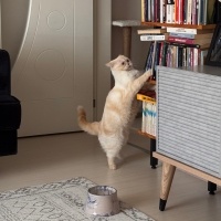 British Shorthair, Kedi  Kaju fotoğrafı