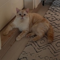 British Shorthair, Kedi  Kaju fotoğrafı