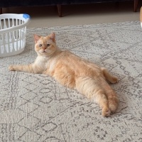 British Shorthair, Kedi  Kaju fotoğrafı