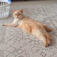 British Shorthair, Kedi Kaju fotoğrafı