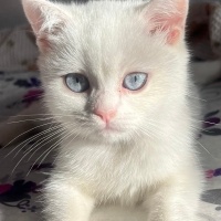 British Shorthair, Kedi  Miya fotoğrafı