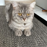 British Shorthair, Kedi  Gümüş fotoğrafı