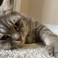 British Shorthair, Kedi  Gümüş fotoğrafı