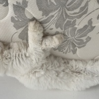British Longhair, Kedi  Bulut fotoğrafı