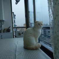 Scottish Fold, Kedi Miço fotoğrafı
