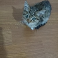 Tekir Kedi, Kedi  Ceviz fotoğrafı