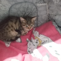Tekir Kedi, Kedi  Ceviz fotoğrafı
