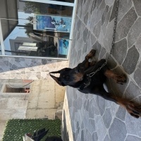 Doberman Pinscher, Köpek  Asil fotoğrafı