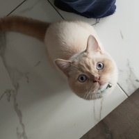 British Shorthair, Kedi  Ponçik fotoğrafı