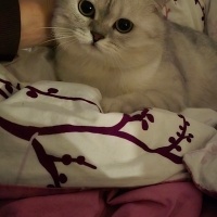 British Shorthair, Kedi  Minnoş fotoğrafı