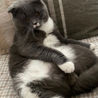British Shorthair, Kedi  Paşa fotoğrafı