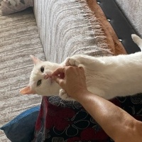 Van Kedisi, Kedi  Sütlaç fotoğrafı
