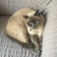 British Shorthair, Kedi  Ares fotoğrafı