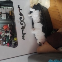 Tekir Kedi, Kedi  Ares fotoğrafı