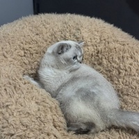 British Longhair, Kedi  Balim fotoğrafı
