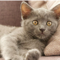 British Shorthair, Kedi  Leydi fotoğrafı