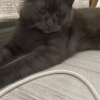 Scottish Fold, Kedi  Bulut fotoğrafı