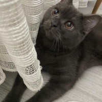 Scottish Fold, Kedi  Bulut fotoğrafı