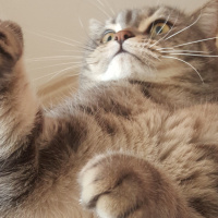 British Shorthair, Kedi  Ateş fotoğrafı