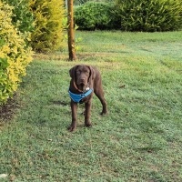 Labrador Retriever, Köpek Sherlock fotoğrafı