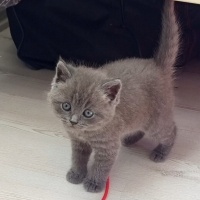 Brazilian Shorthair, Kedi  Gofret fotoğrafı