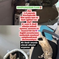 Tekir Kedi, Kedi  Lotus fotoğrafı