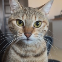 Tekir Kedi, Kedi  Lotus fotoğrafı